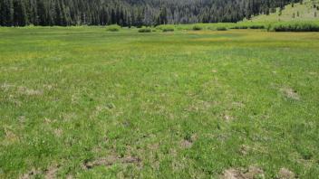 Bottom of meadow looking south