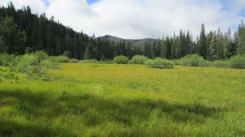 Bottom of meadow looking south