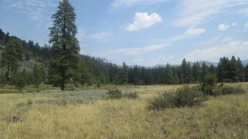 Bottom of meadow looking southeast