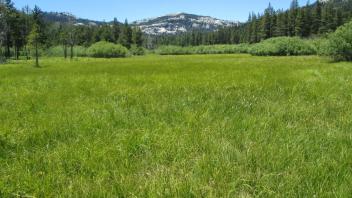 Bottom of meadow looking southwest