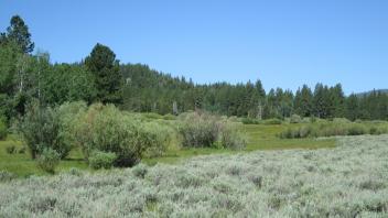 Bottom of meadow looking west