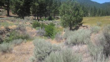 Bottom of meadow looking west