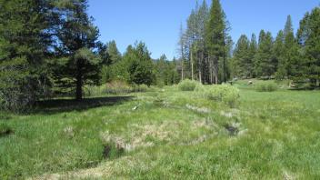 Bottom of meadow looking west