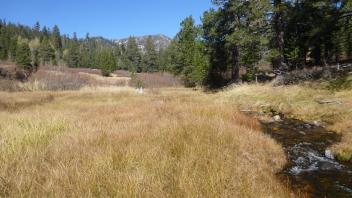 Bottom of meadow, looking from bottom of lowest stringer