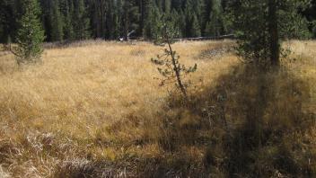 Bottom of meadow