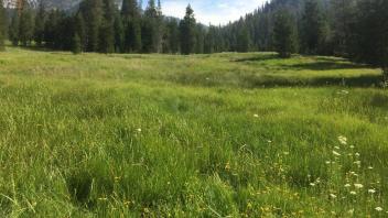 Bottom of meadow