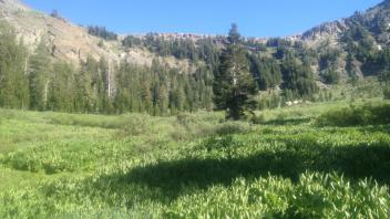 Bottom of meadow