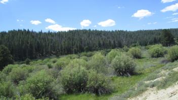 Bottom of meadow