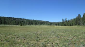 Bottom of meadow