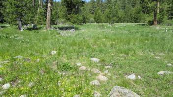 Bottom of meadow