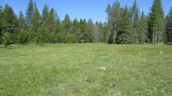 Bottom of meadow