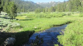 Bottom of meadow
