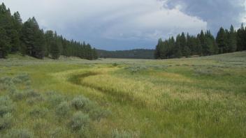 Bottom of meadow
