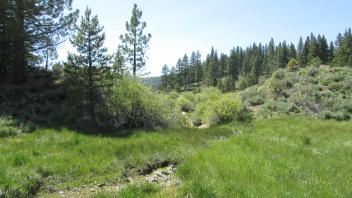 Breached berm in meadow