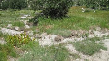 Channel Entering Meadow