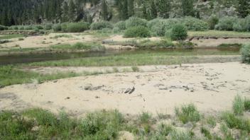 Channel at lower transect from left bank looking right