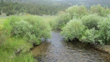 Channel at lower transect looking upstream