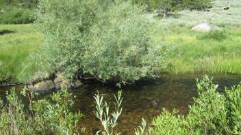 Channel at lower transect, from right bank to left