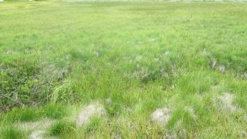 Channel at lower transect, left bank to right bank