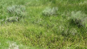 Channel at lower transect, left bank to right