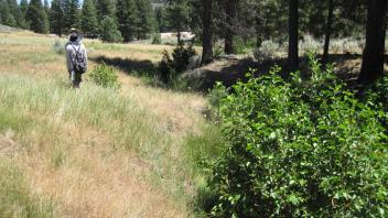 Channel at lower transect, looking downstream
