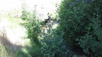 Channel at lower transect, looking downstream
