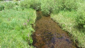 Channel at lower transect, looking downstream