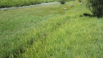 Channel at lower transect, looking upstream