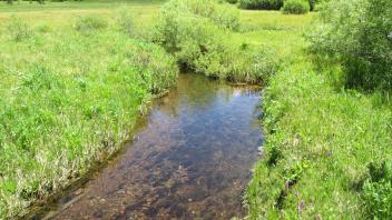 Channel at lower transect, looking upstream