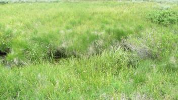 Channel at lower transect, right bank to left