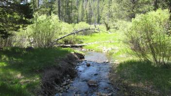 Channel at middle transect, from left bank looking right