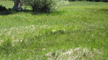 Channel at middle transect, from right bank looking left