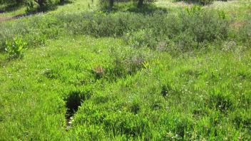 Channel at middle transect, looking downstream