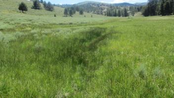 Channel at middle transect, looking downstream