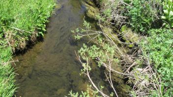 Channel at middle transect, looking downstream