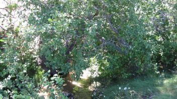 Channel at middle transect, looking upstream