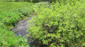 Channel at middle transect, looking upstream