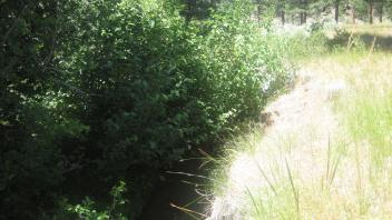 Channel at upper transect looking upstream