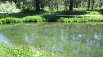 Channel at upper transect, from left bank to right bank