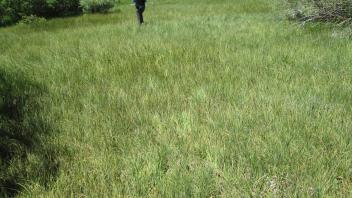 Channel at upper transect, wet