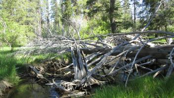 Conifer around channel in lower meadow