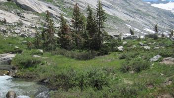 Conifers near bottom of meadow