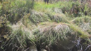 Lower Transect Left to Right Channel Across