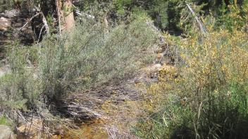 Lower Transect Right to Left Downstream