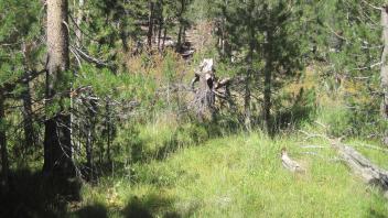 Lower Transect Right to Left Overview