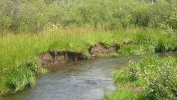 Cut bank in upper meadow