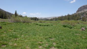 Kirkwood