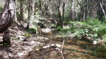 Plum Creek