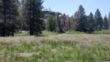 Kirkwood Meadow