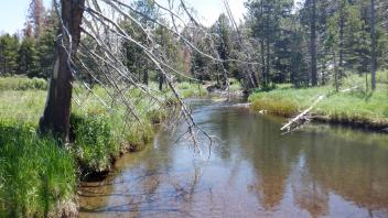 Kirkwood Meadow